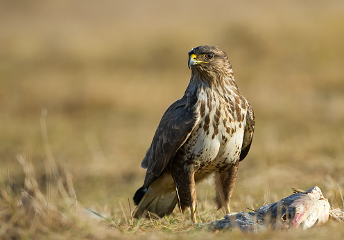 Common buzzard standing besides fish carcas, clean yellow background, Hungary, Europe