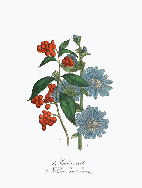 illustrations, cliparts, dessins animés et icônes de illustration de style victorien botanique rouge doux-amer et bleu - succory