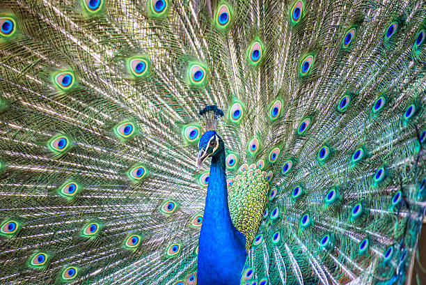 istock Portrait of beautiful peacock with it feathers out 520946110