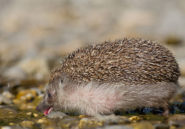 istock European hedgehog drinking water 520946256