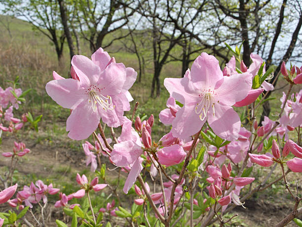istock Pink flowers Rhododendron close-up 520946601