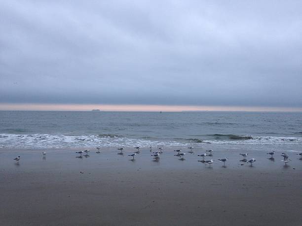 Seagulls Standing on Coney Island Beach in Brooklyn, New York. Seagulls Standing on Coney Island Beach in Brooklyn, New York, NY during Sunset on Cloudy Day. ocean beach papua new guinea stock pictures, royalty-free photos & images