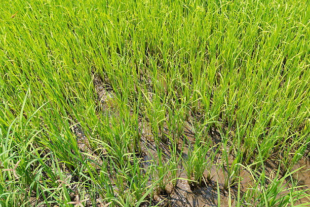 istock Top view of growing young rice in field 520947417