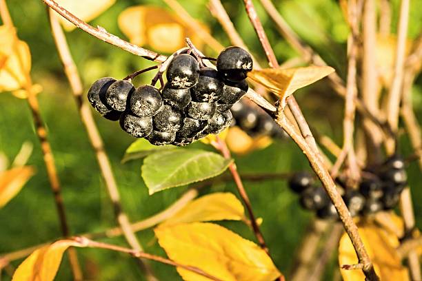 berry bush des black mountain ash - berry fruit fruit ash autumn stock-fotos und bilder