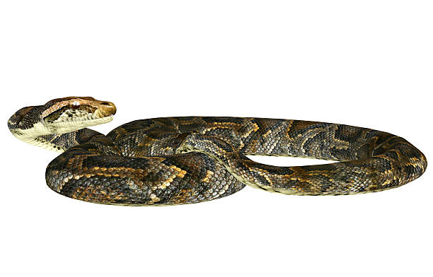 Illustration of a burmese python snake stock photo