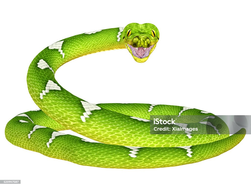 Illustration of a green tree python snake Illustration of a green tree python snake isolated on a white background Animal Stock Photo