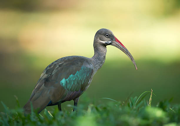 bostrychia hagedash na grama - glossy ibis - fotografias e filmes do acervo