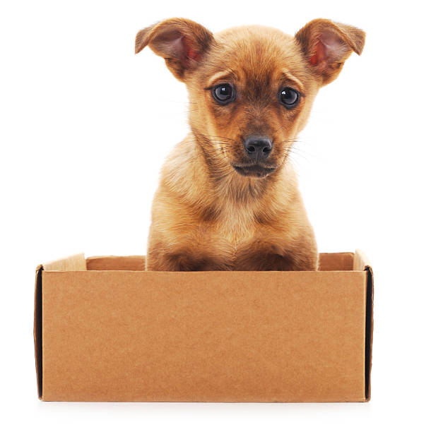 istock Brown puppy in a box. 520948416
