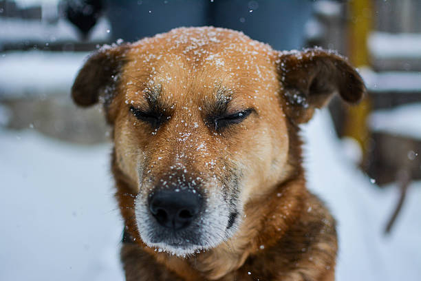 istock Portrait of mongrel in the streets at wintrer. 520948708