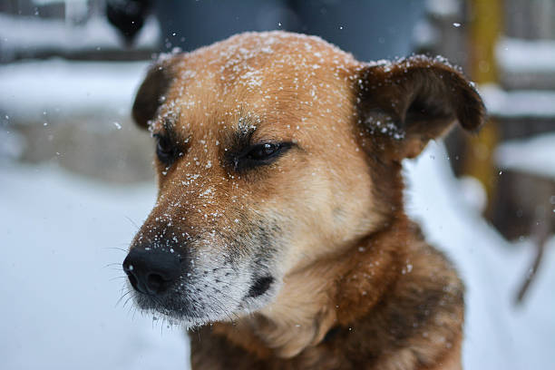istock Portrait of mongrel in the streets at wintrer. 520948730