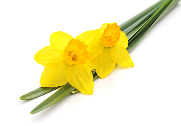 istock Flowers yellow narcissus. 520948930
