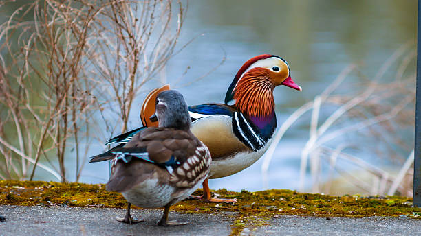 istock mandarin  duck couple on the lake in spring 520949356
