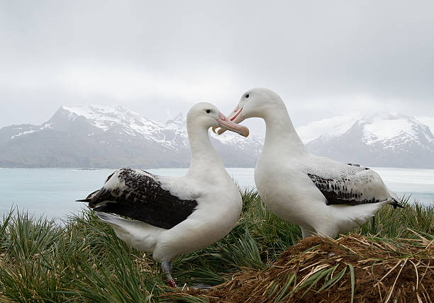 Pair of wandering albatrosses on the nest Pair of wandering albatrosses on the nest, socializing, with snowy mountains and light blue ocean in the background, South Georgia Island, Antarctica albatross photos stock pictures, royalty-free photos & images