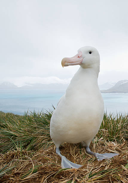 Wandering albatross on the nest Wandering albatross on the nest with snowy mountains and light blue ocean in the background, South Georgia Island, Antarctica wandering albatross photos stock pictures, royalty-free photos & images