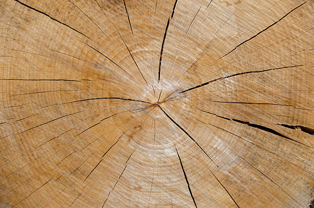 istock Slice of wood timber natural background 520958989
