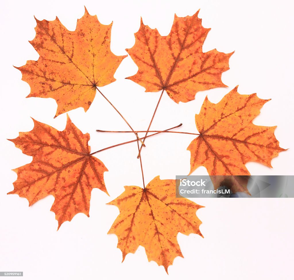 Golden Maple Leaves Autumn gold maple leafs on a white background Autumn Stock Photo