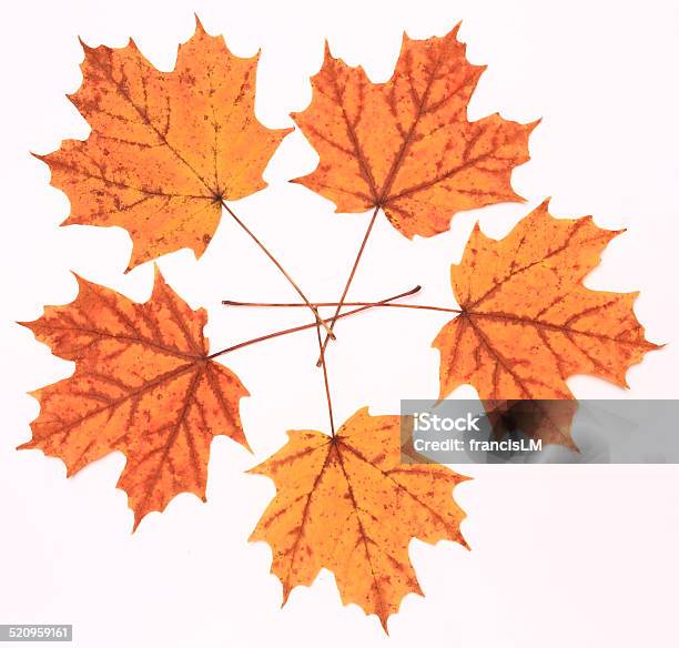 Golden Maple Leaves Stock Photo - Download Image Now - Autumn, Canada, Canadian Culture