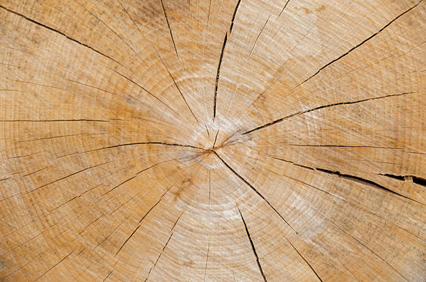 istock Slice of wood timber natural background 520959179