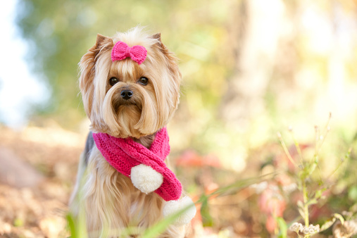 Yorkshire terrier pet dog wearing autumn scarf and bow in front of the backdrop of a lovely fall colored natural nature scene. Selective focus, and very shallow depth create a soft timeless photo of this adorable puppy.