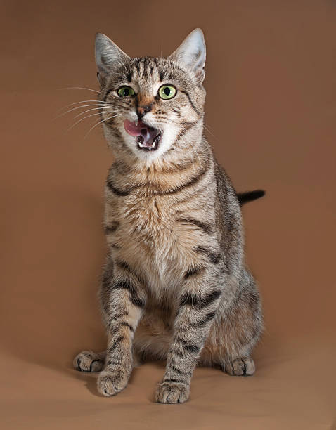 istock Tabby cat with green eyes licking on brown 520960021
