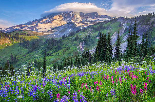 Mount Rainier wildflowers Mount Rainier wildflowers mt rainier national park stock pictures, royalty-free photos & images