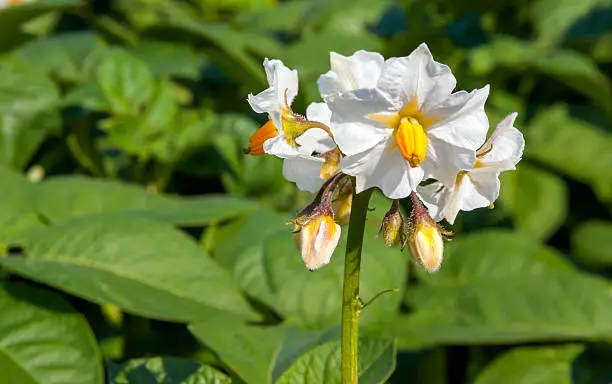 Details of a yellow and white flowering potato plant.