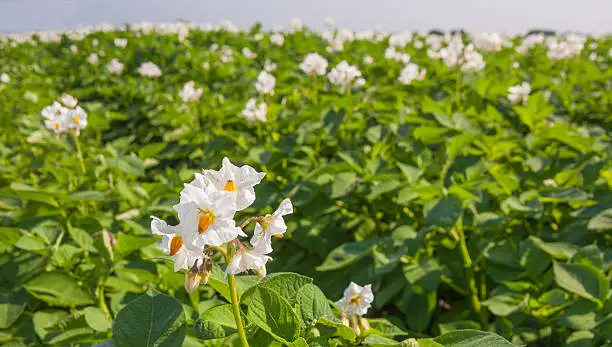 Blooming potato plant against a blurred large field of other plants.