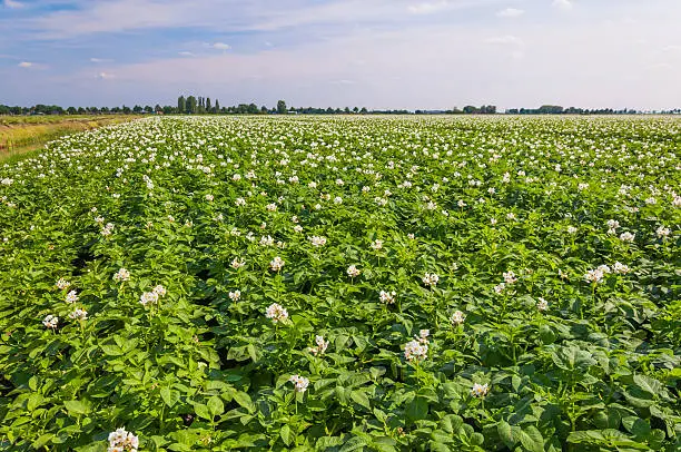 Potato plants with white and yellow flowers in a large field,