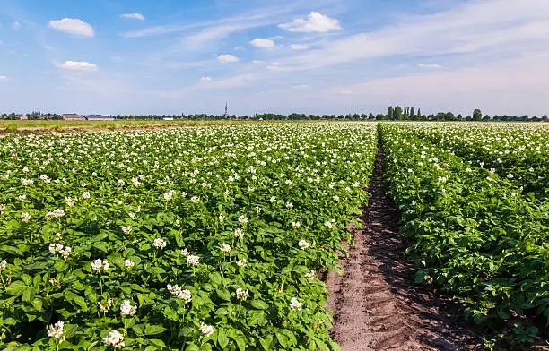 Flowering potato plants in a large field at the edge of a small village.