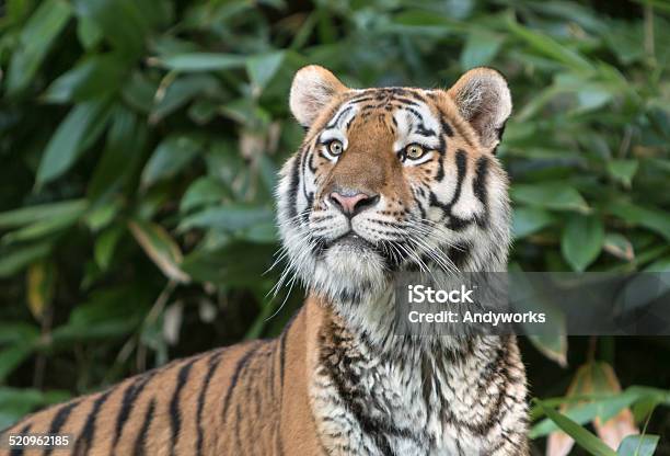 Tiger Auf Der Suche Nach Beute Stockfoto und mehr Bilder von Blatt - Pflanzenbestandteile - Blatt - Pflanzenbestandteile, Einzelnes Tier, Fotografie