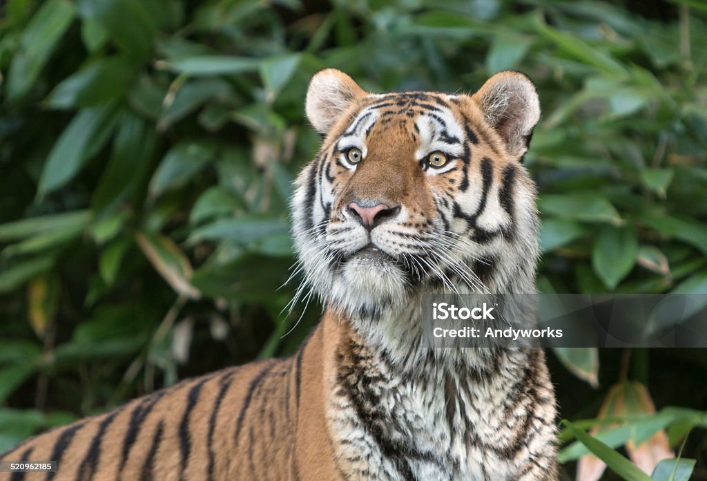 Tiger looking for prey Animal Stock Photo