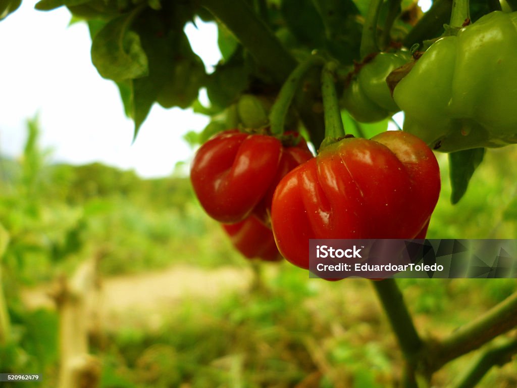 Pequena, tomates-cereja - Foto de stock de Antioxidante royalty-free