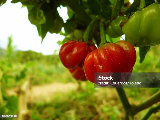 Foto de Pequena Tomatescereja e mais fotos de stock de Antioxidante - Antioxidante, Colher - Atividade agrícola, Comida