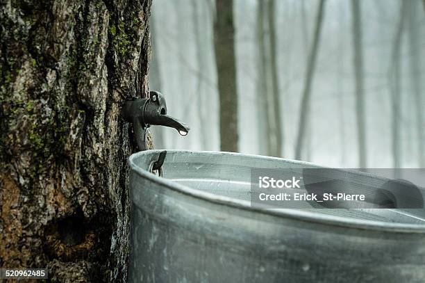 Maple Water Stock Photo - Download Image Now - Maple Tree, Sugar - Food, Cold Drink