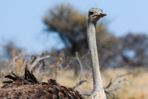 Common ostrich (Struthio camelus) at Etosha National Park in Kunene Region, Namibia