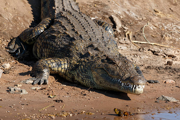 istock Big crocodile resting riverfront Chobe Botswana Africa 520964477