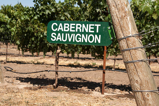 istock Vineyard sign for Cabernet Sauvignon grapes on the vine 520964579