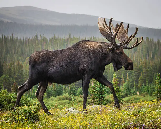 Photo of Rainy Day Moose