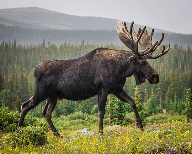 rainy day moose - älg bildbanksfoton och bilder