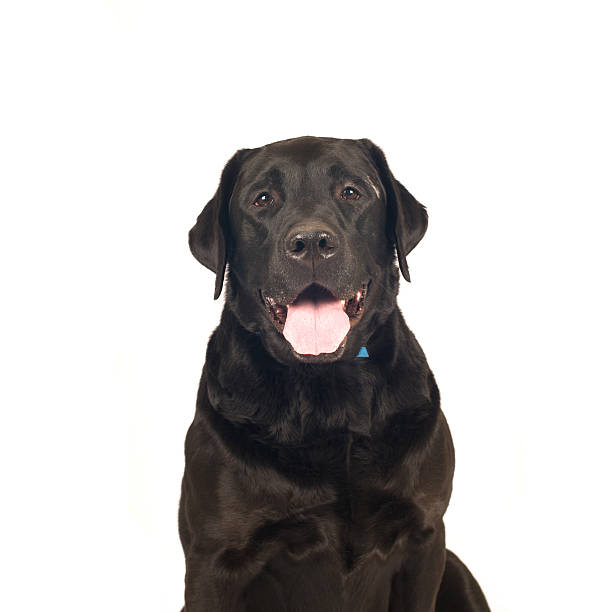 istock Black labrador retreiver portrait 520969788