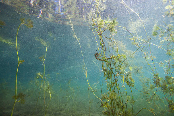 istock Underwater plants in a finnish lake 520969992