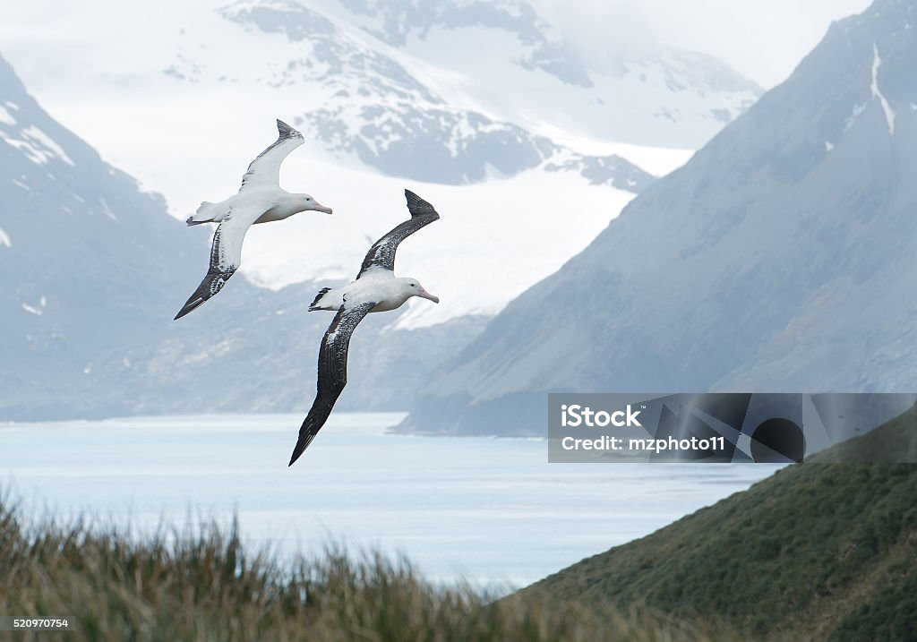 Pair of wandering albatrosses flying above grassy hill Pair of wandering albatrosses flying above grassy hill,  with snowy mountains and light blue ocean in the background, South Georgia Island, Antarctica Albatross Stock Photo
