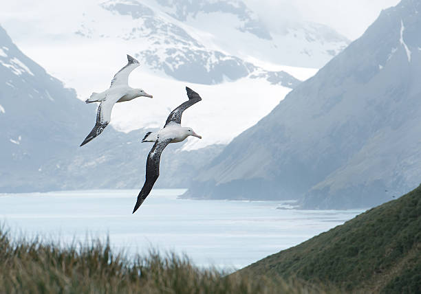 Pair of wandering albatrosses flying above grassy hill Pair of wandering albatrosses flying above grassy hill,  with snowy mountains and light blue ocean in the background, South Georgia Island, Antarctica wandering albatross photos stock pictures, royalty-free photos & images
