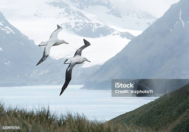 Pair Of Wandering Albatrosses Flying Above Grassy Hill Stock Photo - Download Image Now