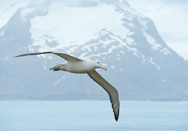 Wandering albatrosse flying above ocean bay Wandering albatrosse flying above ocean bay,  with snowy mountains and light blue ocean in the background, South Georgia Island, Antarctica wandering albatross photos stock pictures, royalty-free photos & images