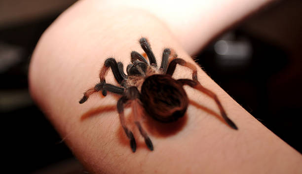 Big hairy spider Big hairy spider crawling on his hand big hairy tarantula stock pictures, royalty-free photos & images