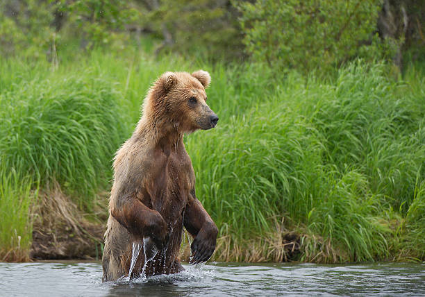 istock Grizzly bear standing in the river 520972450