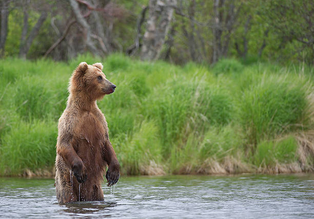istock Grizzly bear standing in the river 520972554