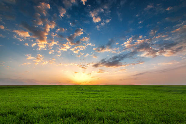 istock Field of spring fresh green grass 520972634