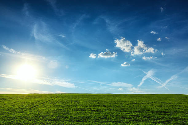 istock Field of spring fresh green grass 520972698